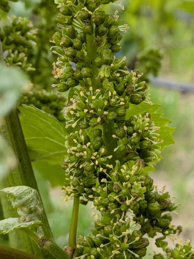 Product - Small Vines